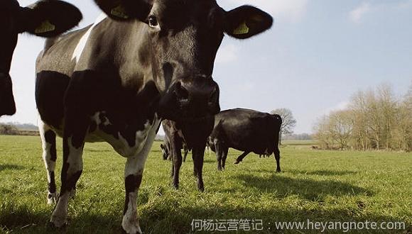 Dairy Cows